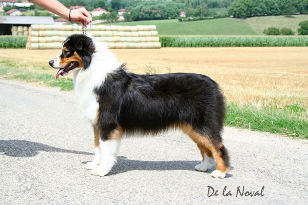 Pastor Australiano. De La Noval