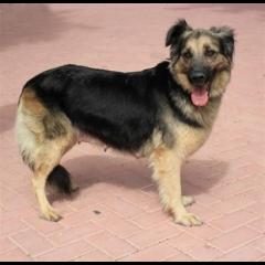 XUSA.  Perro en adopcion que busca casa.