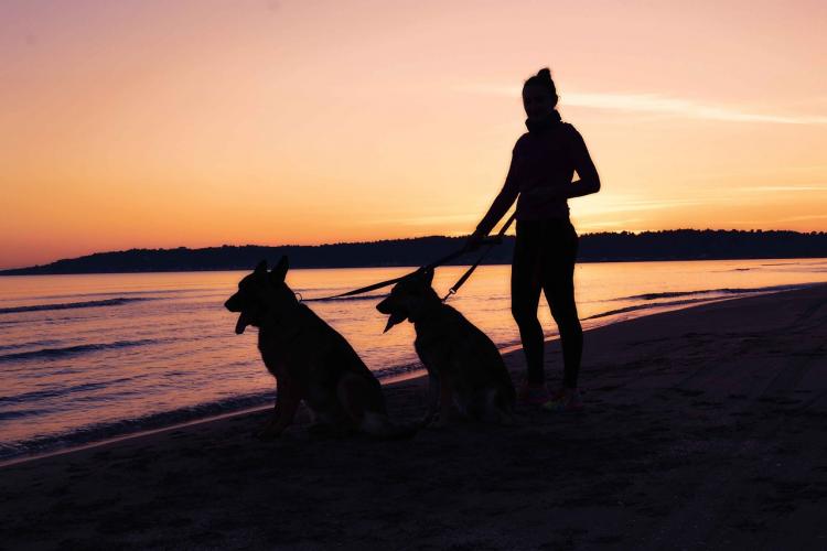 Perros con mujer en la playa