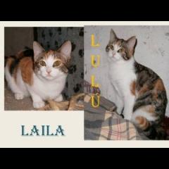 Laila y Lulu. 