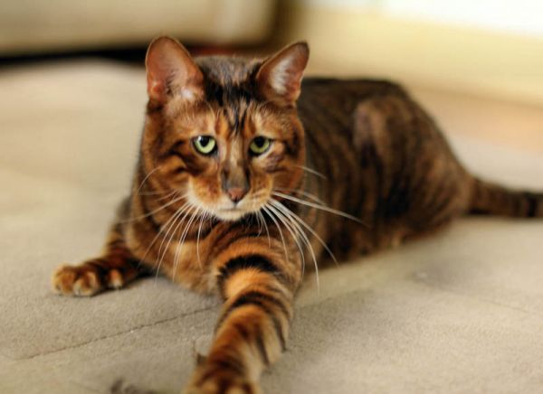 Toyger. Toyger.