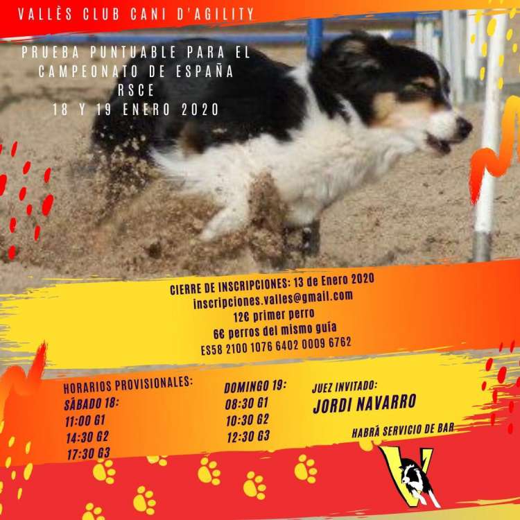 Agility. Prueba de Agility (Barcelona   España)