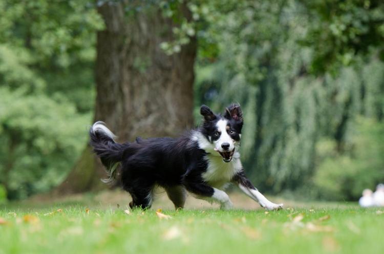 Border Collie.
