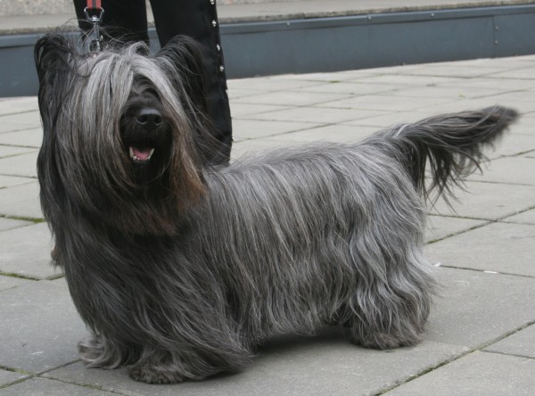PETSmania - Skye Terrier. Pleple2000