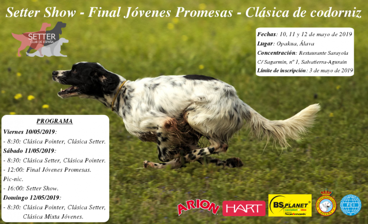 Belleza. Setter Show  Final Jóvenes Promesas y Clásica de codorniz (Álava   España)
