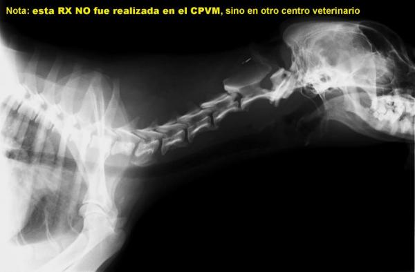Nota: esta RX NO fue realizada en el CPVM, sino en otro centro veterinario.