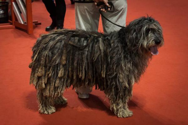 PETSmania - Pastor Bergamasco. 