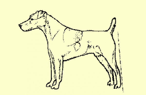 Parson Russell Terrier. Mala, por escasa, angulación posterior