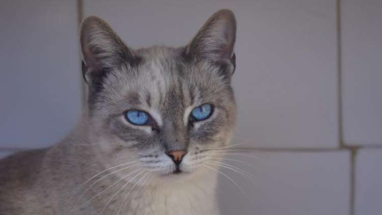 Gato mestizo. Grisito. Gato mestizo. Grisito.