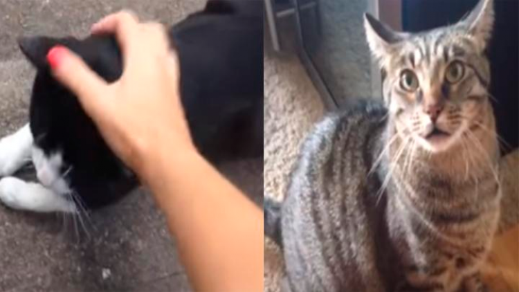 Gato enfurece al saber que su dueña acarició a otro gato (Foto La República)
