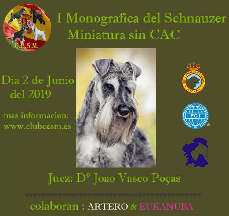 Schnauzer Miniatura. Belleza. MONOGRÁFICA DEL SCHNAUZER EN MINIATURA (Pontevedra   España)