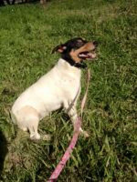 Ratonero Bodeguero Andaluz. Nova. Perro en adopcion que busca casa. Ratonero Bodeguero Andaluz. Nova. Perro en adopcion que busca casa.