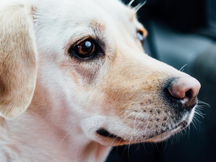 Como es la raza de perro Labrador Retriever Detalle de la nariz del Labrador Retriever