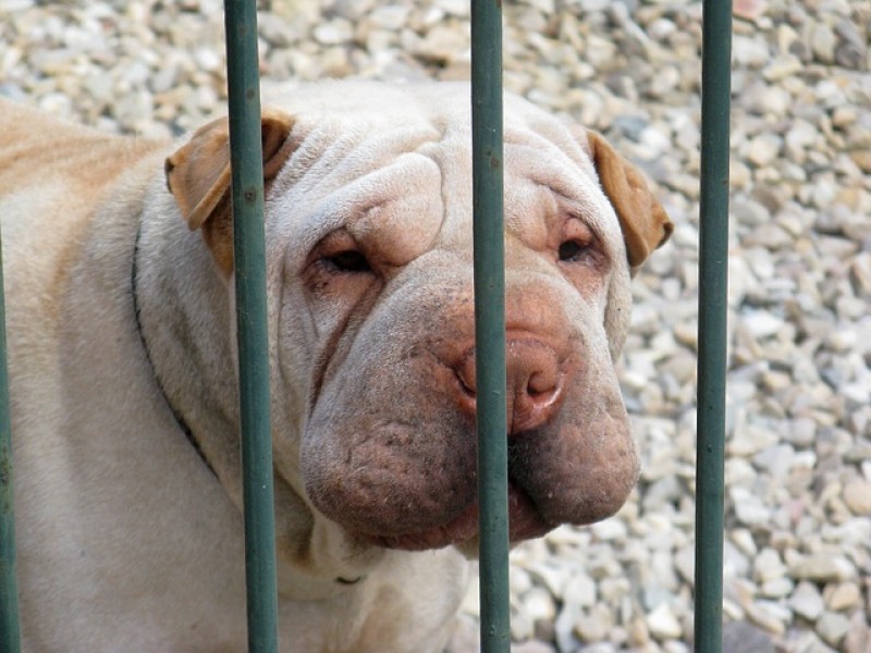 Shar Pei.