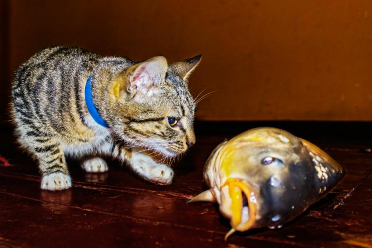 El peligro de que los gatos consuman pescado.