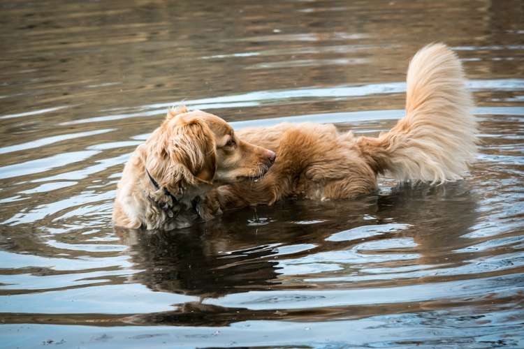 Perro en el agua Perro en el agua