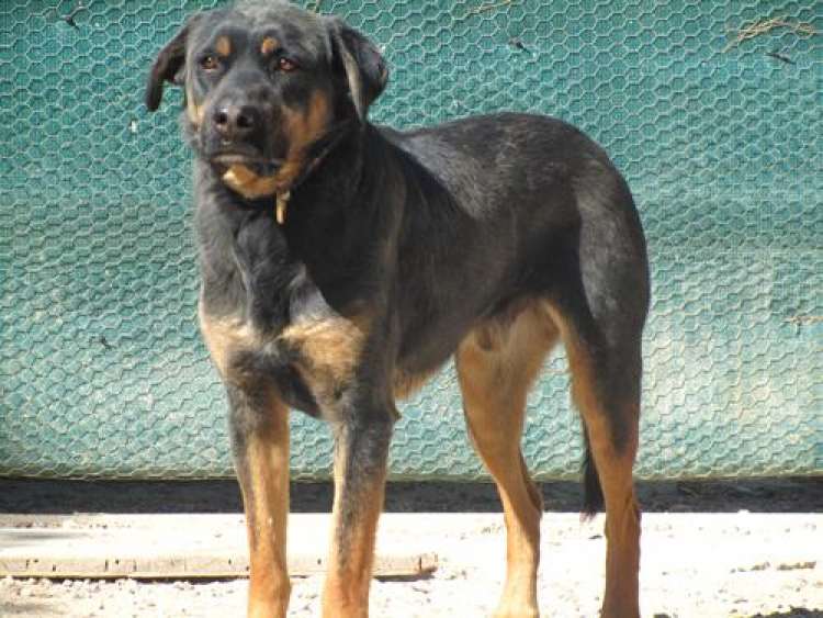 Sociedad Protectora de Animales y Plantas BAIX VINALOPÓ - Negrito.