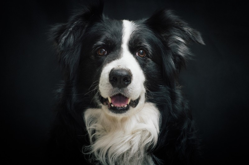 Border Collie.
