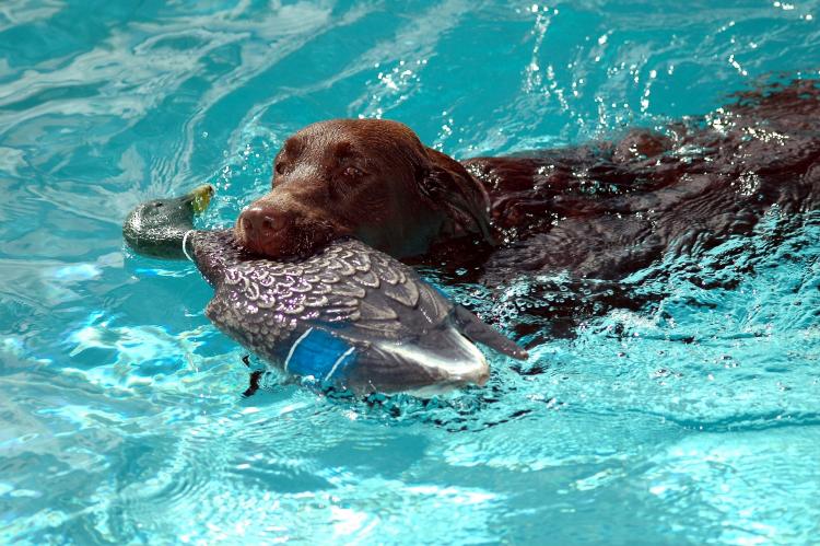 Como es la raza de perro Labrador Retriever Labrador Retriever nadando con pato de juguete en la boca