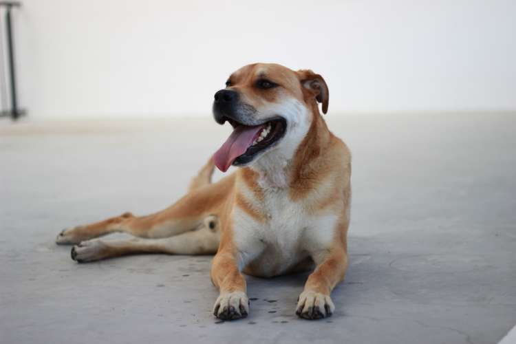 Perro mestizo. Scooby.