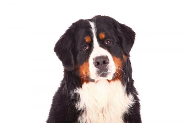 Boyero de Montaña de Berna. 