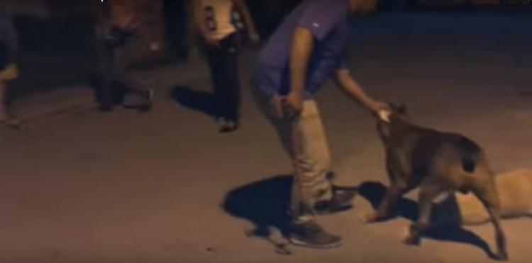 Indignante actuación de un sujeto que obligó a su pitbull a matar a otro perro.