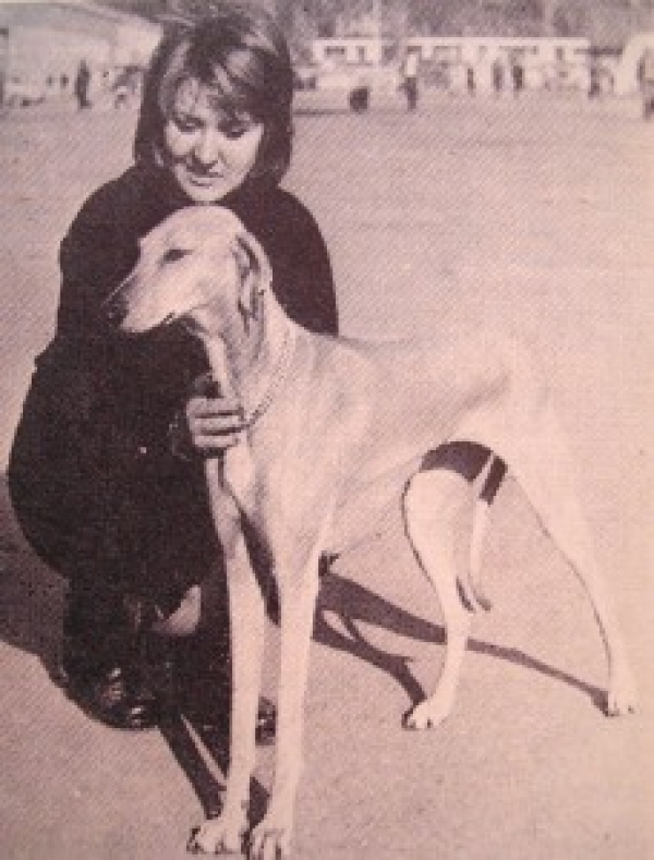 Azawakh. Perro del mosaico.