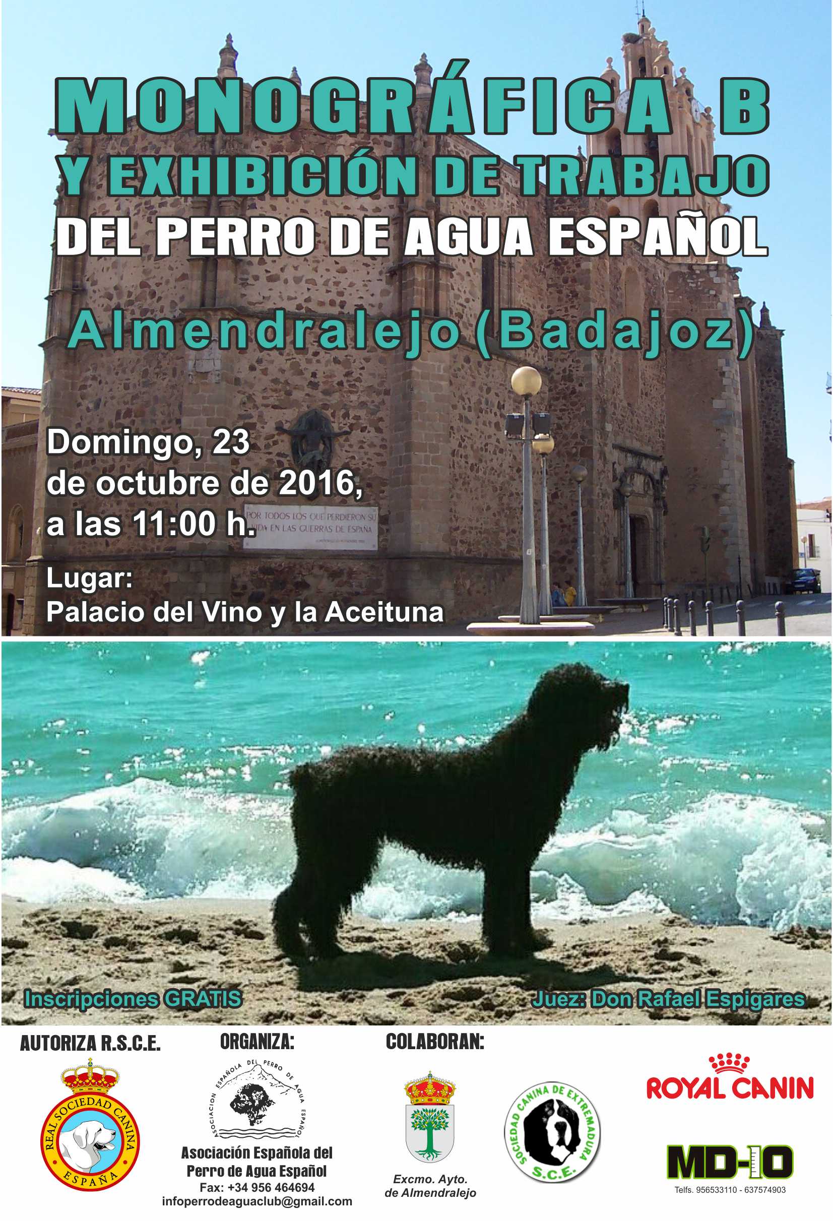 ASOCIACIÓN ESPAÑOLA DEL PERRO DE AGUA ESPAÑOL - Perro de Agua Español. Belleza. MONOGRÁFICA B DEL PERRO DE AGUA ESPAÑOL (Badajoz   España)