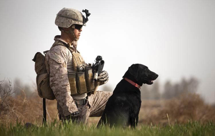 Labrador Retriever entrenado para servicio militar