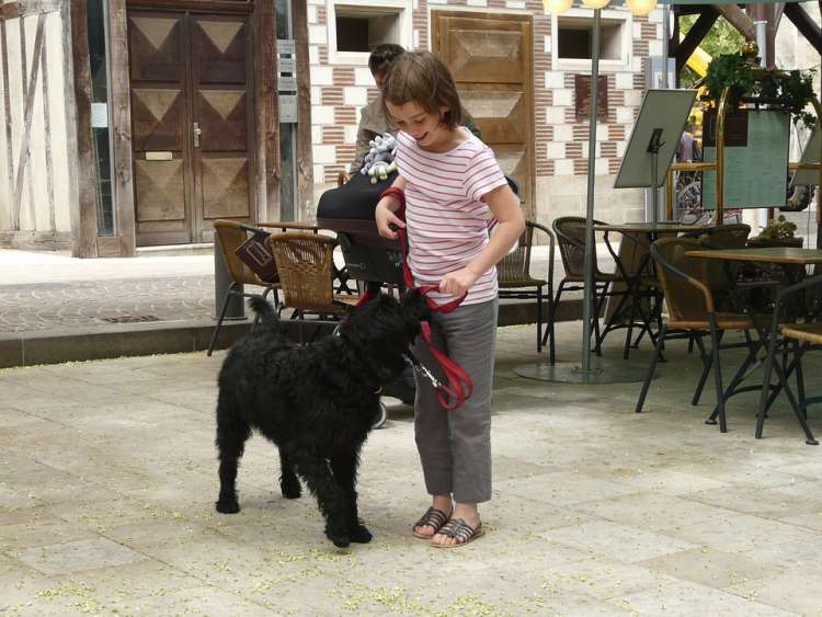 Perro jugando con la niña Perro jugando con la niña