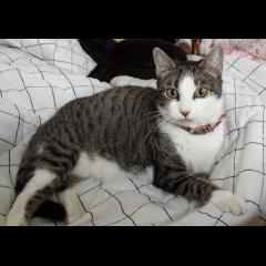 MIRA.  Gato en adopcion que busca casa.