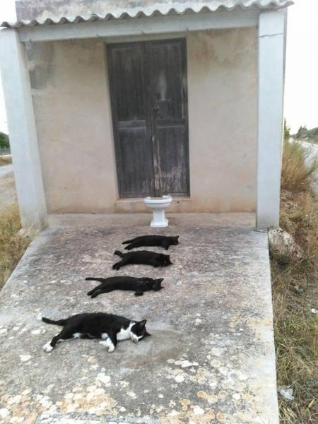 Cuatro gatos muertos de manera macabra
