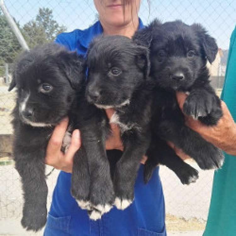 Perro mestizo. Barra.