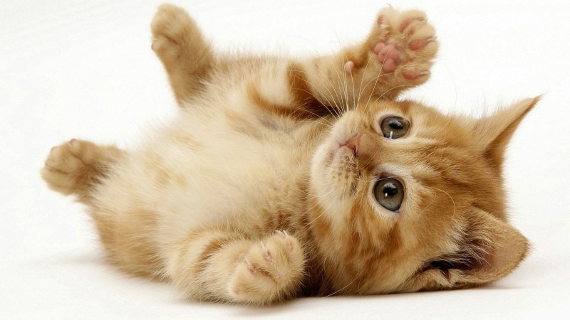 PETSmania - Buscar fotos de gatitos mejorará tu rendimiento en el trabajo.