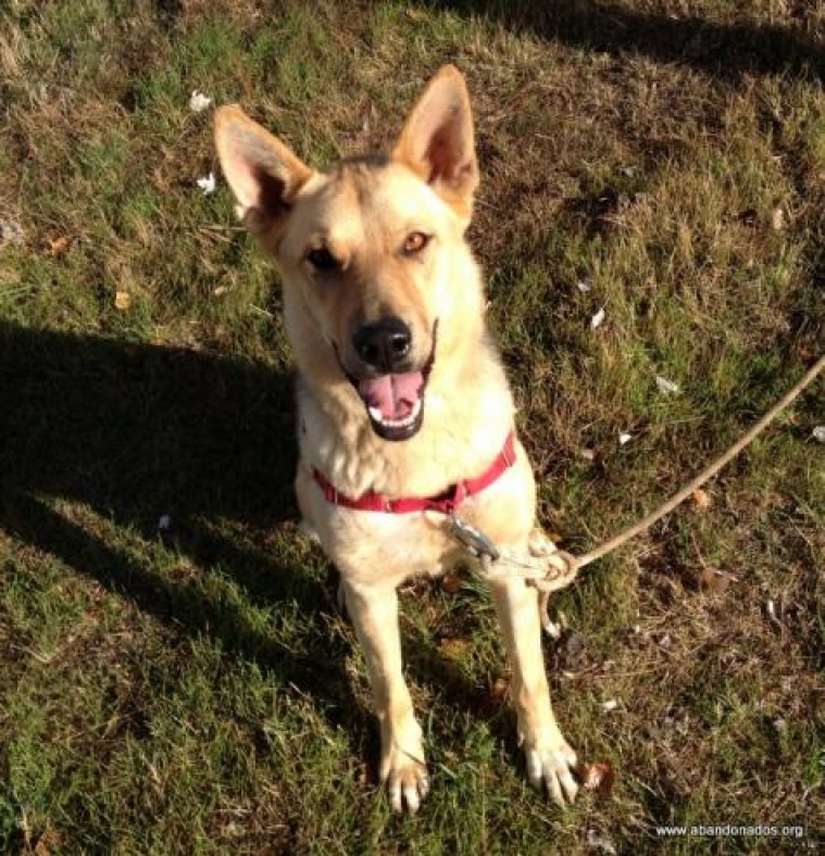 Pastor Alemán. Enzo.  Perro en adopcion que busca casa.