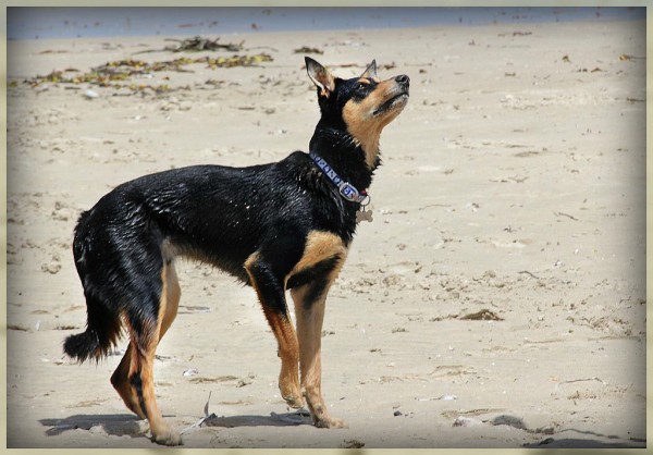 Australian Kelpie. Janus Serendipity Australian Kelpie. Janus Serendipity