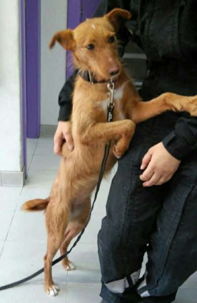 Perro mestizo. Hera. Perro en adopcion que busca casa. Perro mestizo. Hera. Perro en adopcion que busca casa.