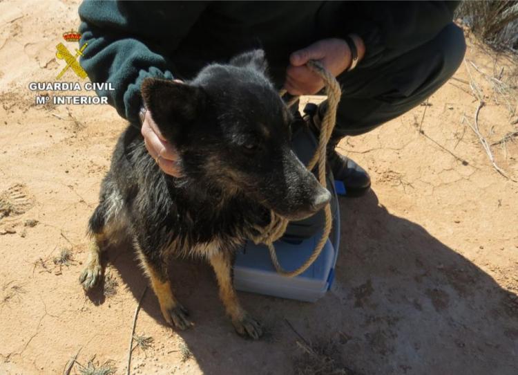 La Guardia Civil de Murcia investiga a dos individuos por presuntos delitos de abandono de animales domésticos.