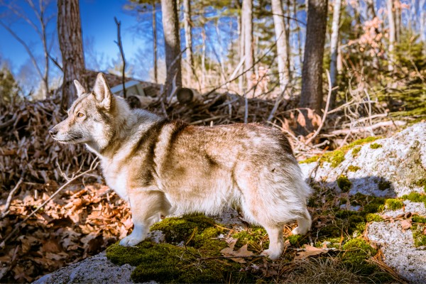 Spitz de los Visigodos. WestportWiki