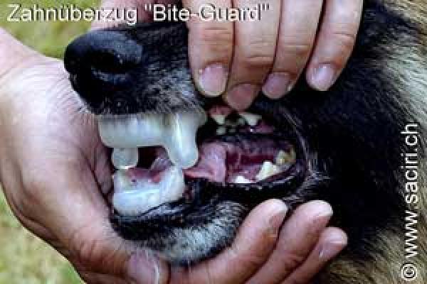 Perros que muerden: ¿Tratamiento o parche?