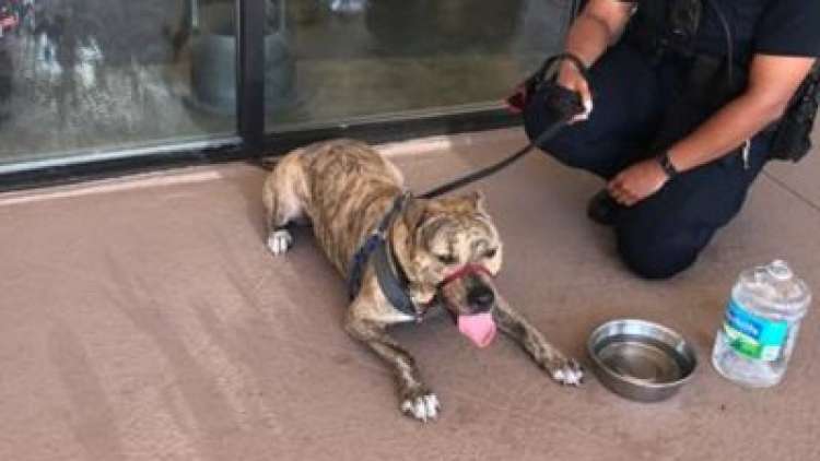 Pit Bull rescaado por la policía en Florida Pit Bull rescaado por la policía en Florida