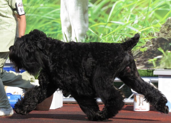 PETSmania - Terrier Negro Ruso. Tomacnha