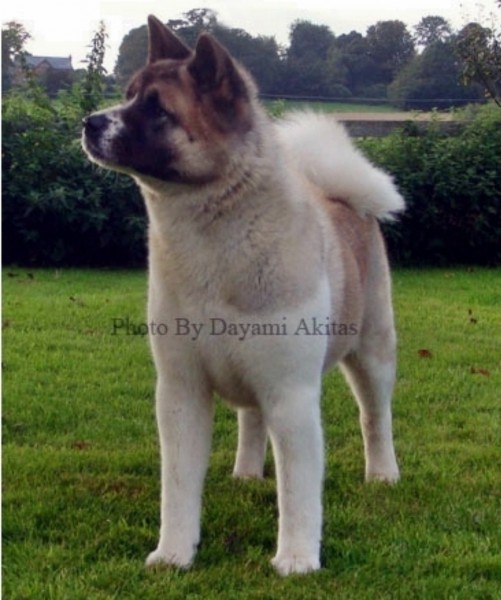 Akita Americano. Dayami Pride N Passion
