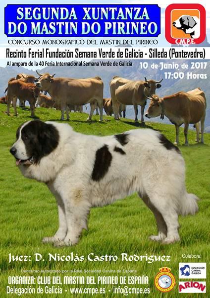 CLUB DEL MASTÍN DEL PIRINEO DE ESPAÑA - Mastín del Pirineo. Belleza. II XUNTANZA DO MASTÍN DO PIRINEO (Pontevedra   España)