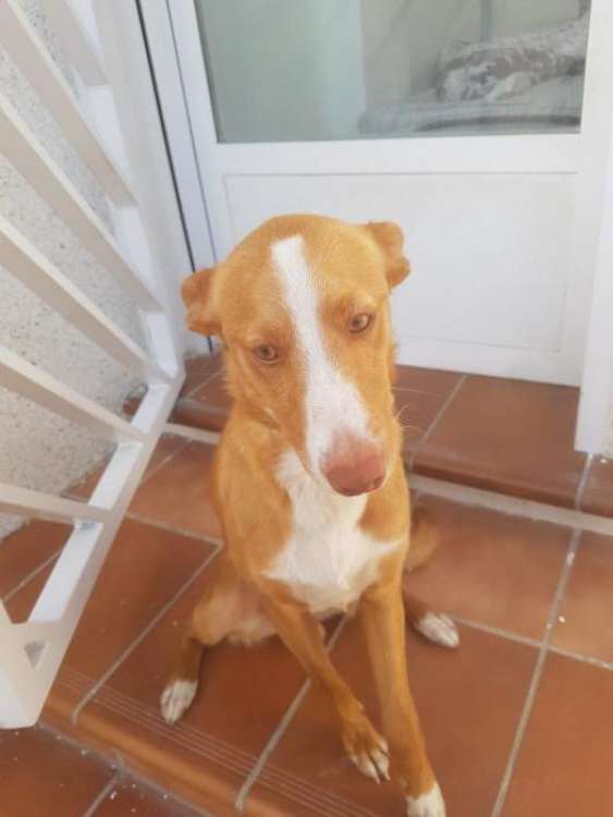 Perro mestizo. Cooper.