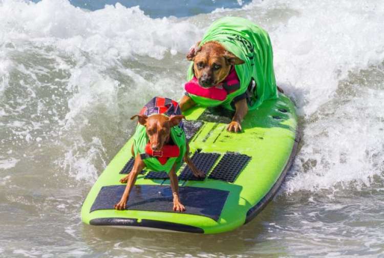 (Imagen Daren Fentiman ZUMA Wire REX Shutterstock) (Imagen Daren Fentiman ZUMA Wire REX Shutterstock)