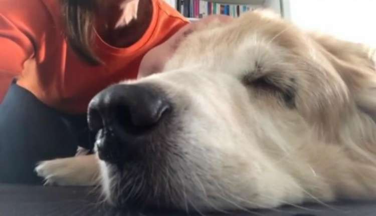 Joy el perro de Valeria Schapira