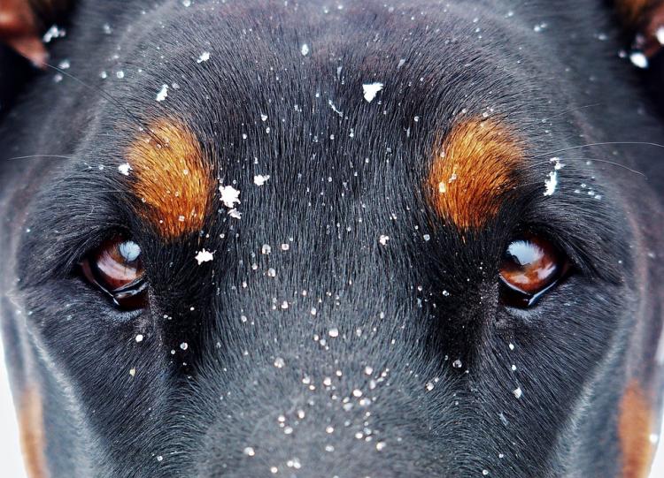 Mirada de un perro entre copos de nieve