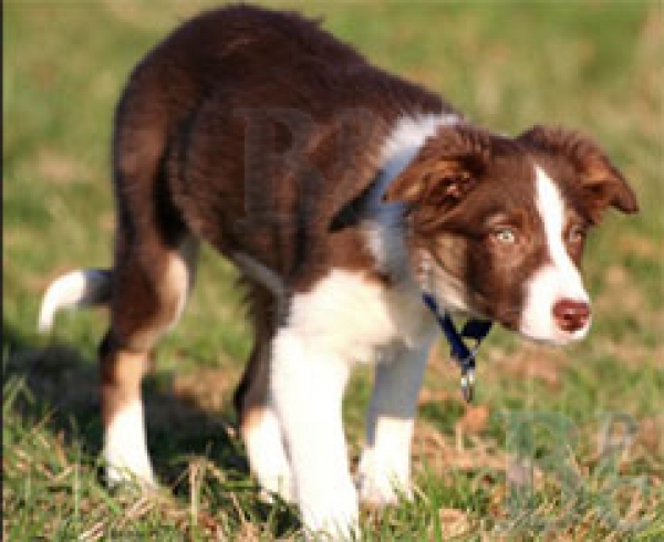 Border Collie. Destiny Red, foto gentileza de Émilie