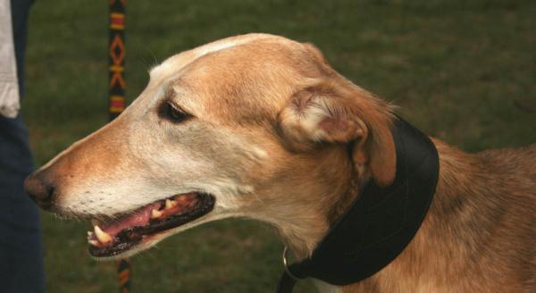 Lebrel Polaco. Pleple2000